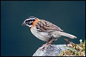 Rufous-Collared Sparrow